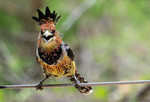 Crested Barbet, Maba